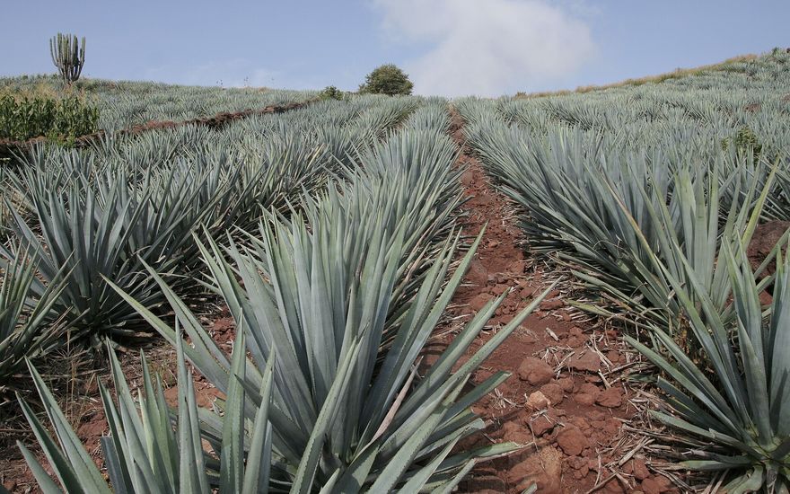 Rows of blue agave in a field