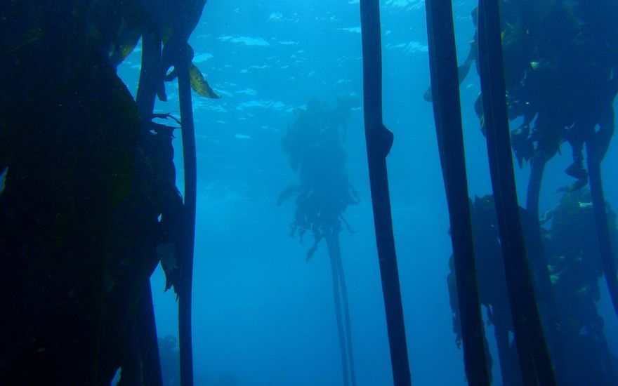 Kelp forest seen from below the surface
